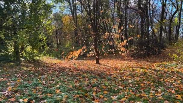 Drzewo Magnolii Opadłymi Liśćmi Jesiennym Ogrodzie — Wideo stockowe