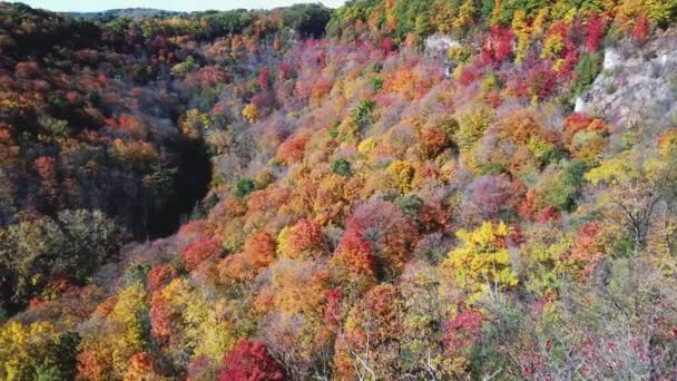 Hamilton Kanada Daki Sonbahar Ormanlarının Panoramik Manzarası — Stok video