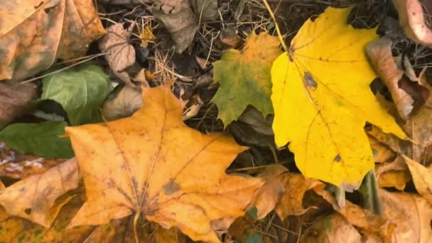 Lepista Personata Grzyby Parku Wśród Upadłych Jesiennych Liści Klonu — Wideo stockowe