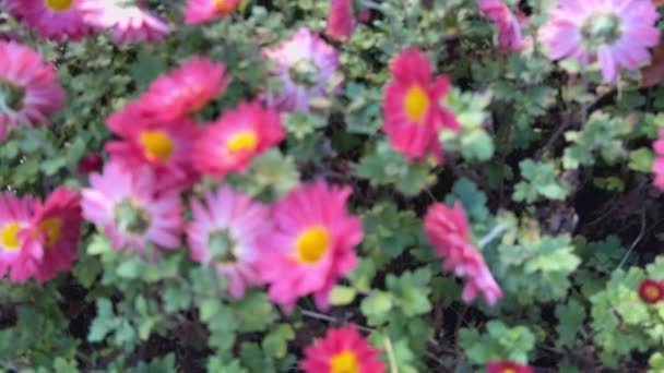 秋天花园里一丛丛粉红色和淡紫色的菊花 — 图库视频影像