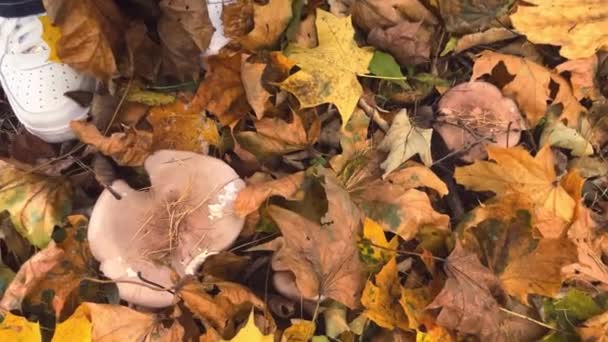 Houby Lepista Personata Parku Mezi Spadlými Podzimními Javorovými Listy — Stock video