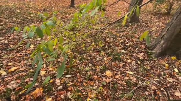 Drzewa Opadłe Liście Jesiennym Parku — Wideo stockowe