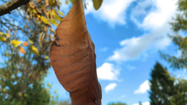 Listy Magnólie Pozadí Odrůdy Listnatých Jehličnatých Stromů Keřů Podzimní Zahradě — Stock video