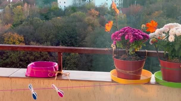 Great Tit Feeding Trough Balcony Decorated Pots Chrysanthemums — Video Stock