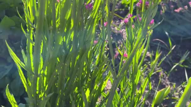 Lila Rózsaszín Limonium Virágzik Őszi Kertben — Stock videók