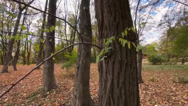 Bomen Gevallen Bladeren Een Herfstpark — Stockvideo