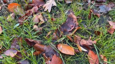 Sonbahar parkında gölün ortasında bir çeşme..