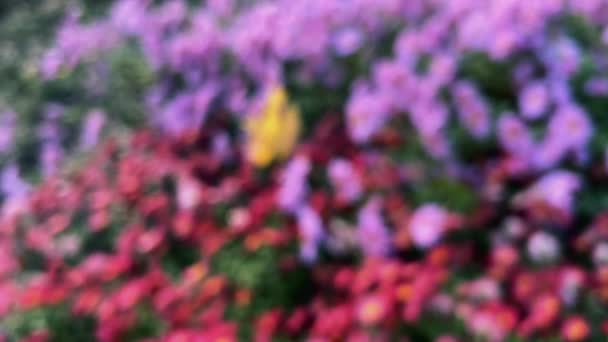 Bushes Pink Lilac Chrysanthemums Autumn Garden — Stock Video