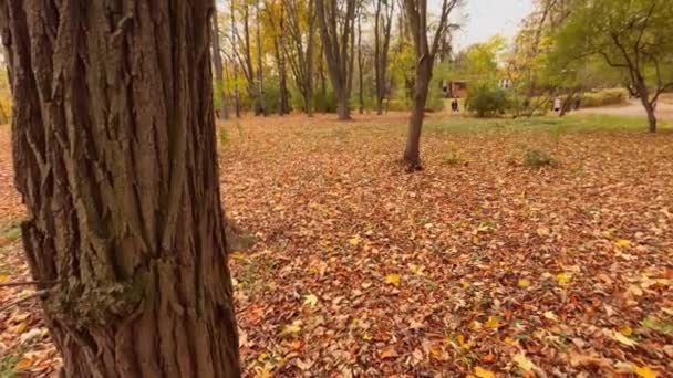 Дерева Опале Листя Осінньому Парку — стокове відео
