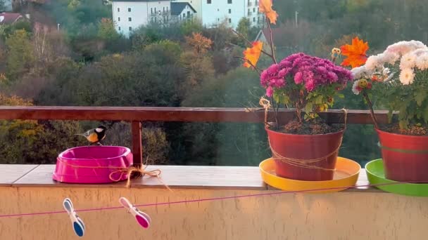 Great Tit Feeding Trough Balcony Decorated Pots Chrysanthemums — ストック動画