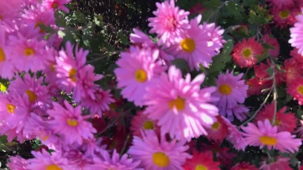 Pink Chrysanthemum Bushes Autumn Garden — Stock Video