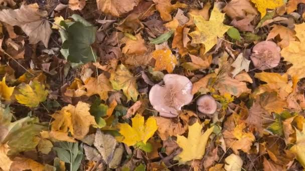秋のメープルの葉の間の公園のレピスタ人形のキノコ — ストック動画