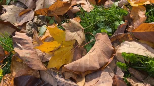 秋の公園で秋のメープルの葉とマグノリアの葉 — ストック動画