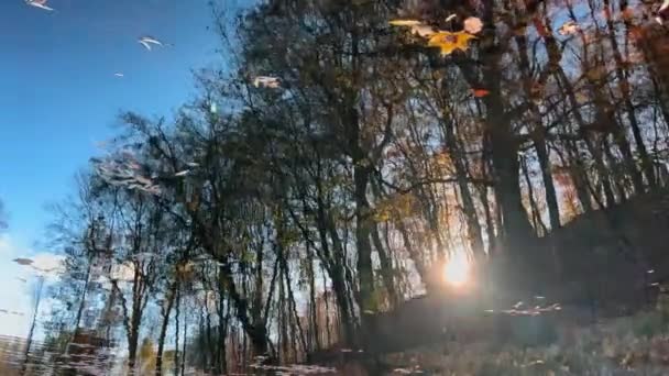 Odbicie Promieni Słonecznych Sylwetek Drzew Wodzie Stawu Jesienią — Wideo stockowe