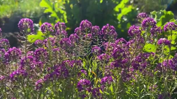Brilhante Rosa Alyssum Flores Jardim Outono — Vídeo de Stock