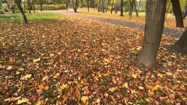 Stromy Spadlé Listí Podzimním Parku — Stock video