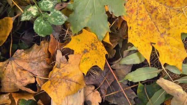Upadłe Liście Klonu Jesiennym Parku — Wideo stockowe