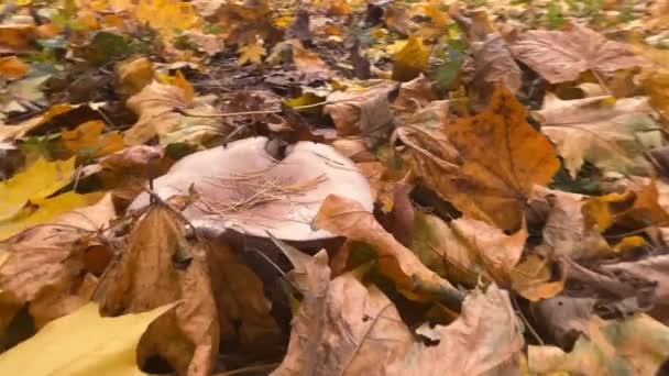 Гриби Лепісти Парку Серед Опалого Осіннього Кленового Листя — стокове відео