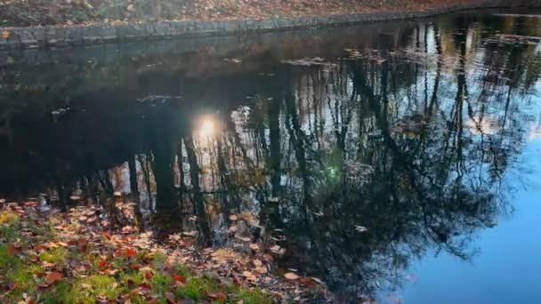 Odraz Slunečních Paprsků Siluet Stromů Vodě Rybníka Podzim — Stock video