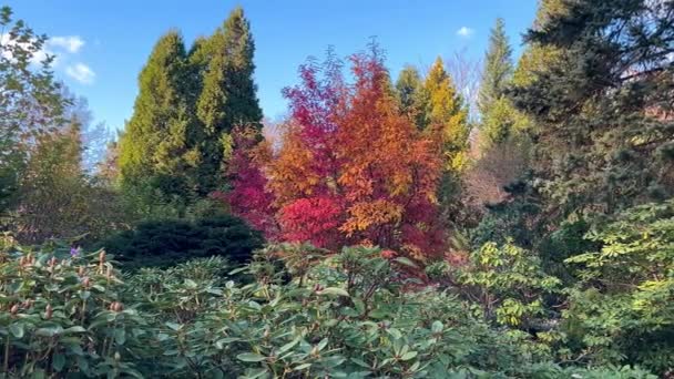 Μια Ποικιλία Φυλλοβόλων Κωνοφόρων Δέντρων Και Θάμνων Στον Φθινοπωρινό Κήπο — Αρχείο Βίντεο