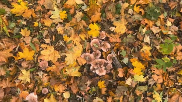 Cogumelos Lepista Personata Parque Entre Folhas Bordo Outono Caídas — Vídeo de Stock