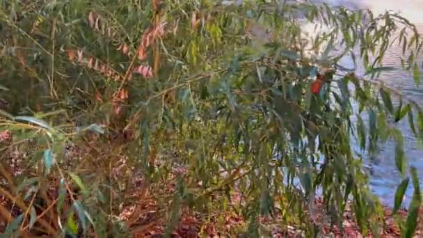 在秋天的公园里 透过柳树的枝叶 眺望湖心的泉水 — 图库视频影像