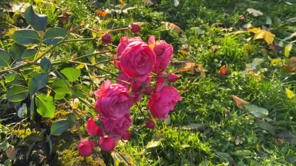 Różowe Róże Jesiennym Parku Promieniach Zachodzącego Słońca Tle Zielonej Trawy — Wideo stockowe
