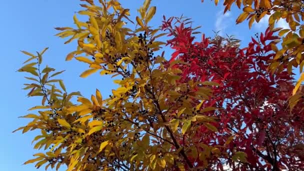 Černé Bezinky Červenými Oranžovými Listy Černými Bobulemi Podzimním Parku — Stock video