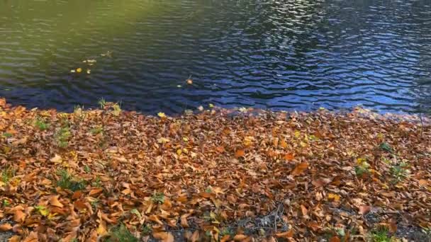 Fontanna Środku Jeziora Jesiennym Parku — Wideo stockowe