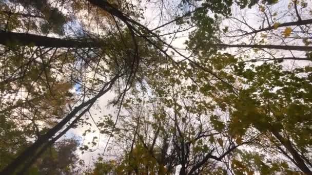 Нижний Вид Деревьев Венчает Фоне Неба Облаков Осенью — стоковое видео