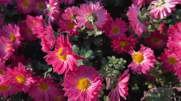 Pink Chrysanthemum Bushes Autumn Garden — Stock Video