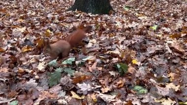 Kahverengi bir sincap, sonbahar parkında düşen yaprakların arasında ceviz bulur..