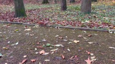 Kahverengi bir sincap sonbahar parkında ceviz bulur..