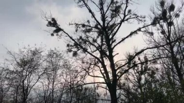 Ağacın alt manzarası sonbaharda gökyüzü ve bulutların arka planına karşı taçlandırılır.