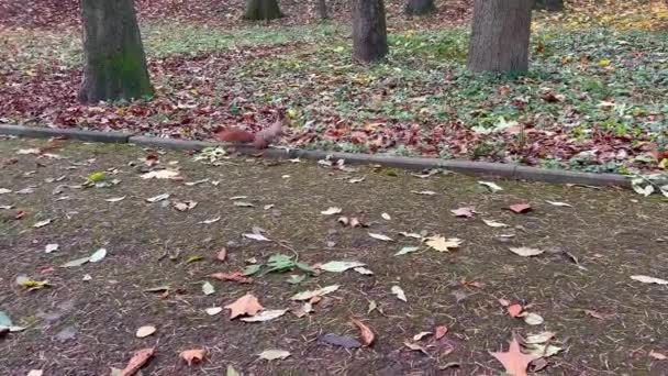 Ein Braunes Eichhörnchen Findet Eine Walnuss Einem Herbstpark — Stockvideo