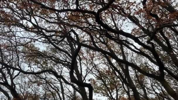 Ağacın Alt Manzarası Sonbaharda Gökyüzü Bulutların Arka Planına Karşı Taçlandırılır — Stok video