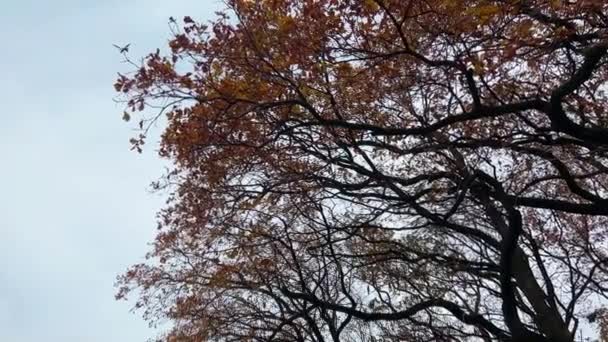 Dolní Pohled Koruny Stromů Pozadí Oblohy Mraků Podzim — Stock video
