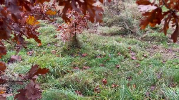 Herfst Eiken Bladeren Zon Tegen Achtergrond Van Bomen Lucht — Stockvideo
