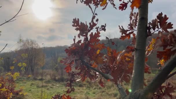 Дуб Осіннє Листя Тлі Неба Сонця — стокове відео