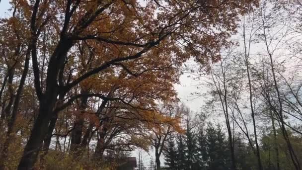 Vista Inferior Coroas Árvores Contra Fundo Céu Nuvens Outono — Vídeo de Stock