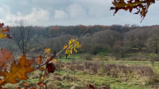 Eiken Herfstbladeren Tegen Achtergrond Van Hemel Zon — Stockvideo