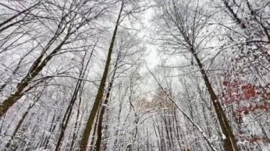 Karla kaplı ağaçlar gökyüzüne karşı. Kışın çekim..