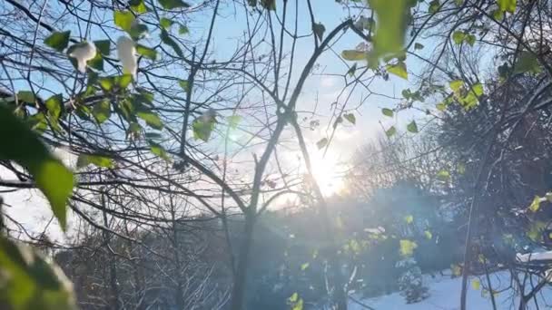 木の枝の緑の葉は雪で覆われています — ストック動画