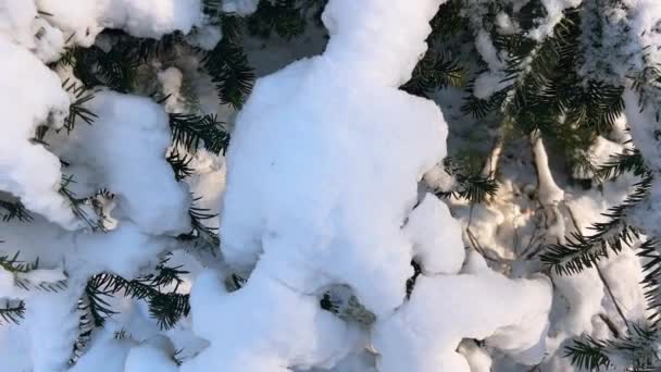 Sebuah Ranting Pohon Cemara Tertutup Salju Shooting Winter — Stok Video