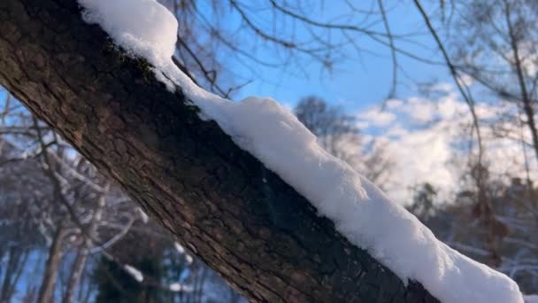 Alberi Coperti Neve Riprese Inverno — Video Stock