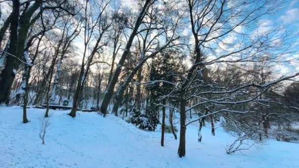 Karla Kaplı Ağaçlar Kışın Çekim — Stok video