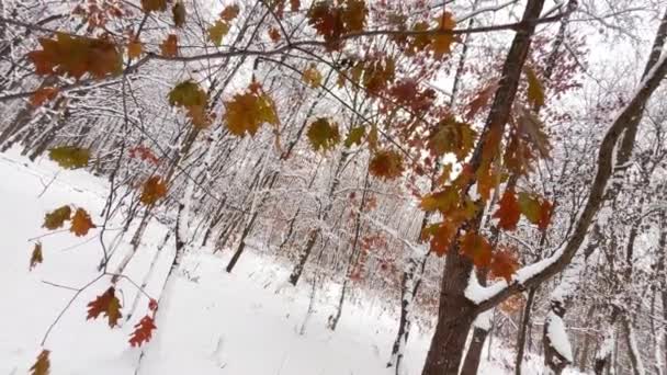 Hóval Borított Fák Téli Forgatás — Stock videók