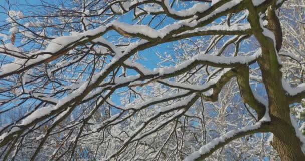 Hóval Borított Fák Felé Téli Forgatás — Stock videók