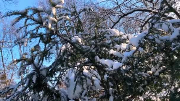 Una Rama Abeto Cubierta Nieve Disparos Invierno — Vídeo de stock