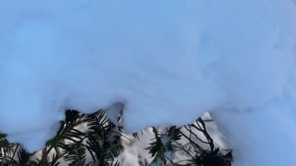 雪に覆われたスプルースの枝 冬のシューティング — ストック動画